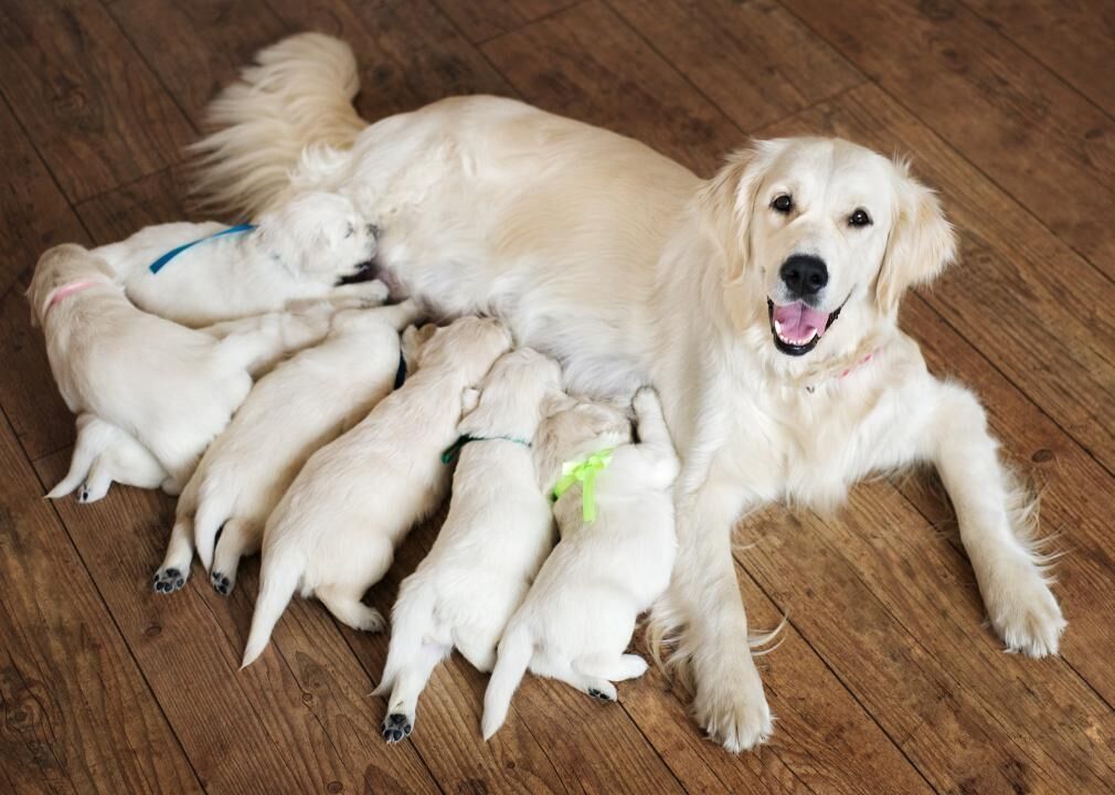 #7. Animal Breeders